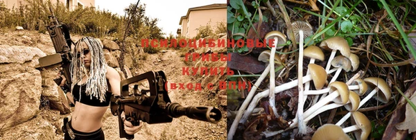 крисы Осинники
